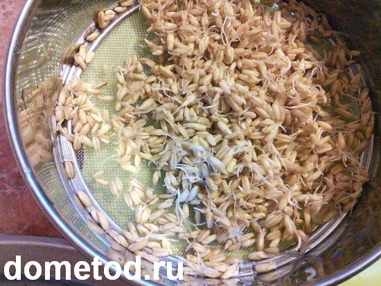 Как прорастить овес для еды в домашних условиях Как прорастить овес для еды в домашних условиях