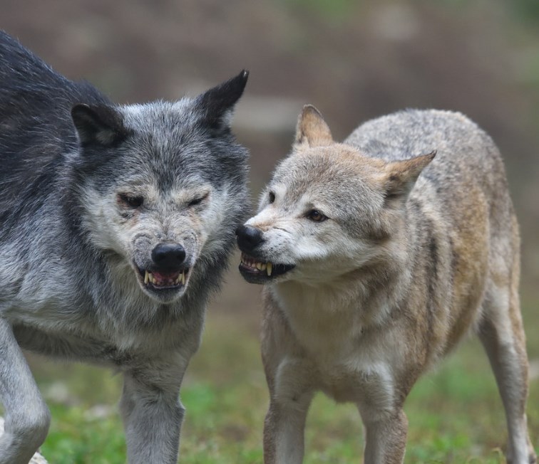 Мясо волка. Мясо волка. Волкособ хаски. Мясо волка. Мясо волка.