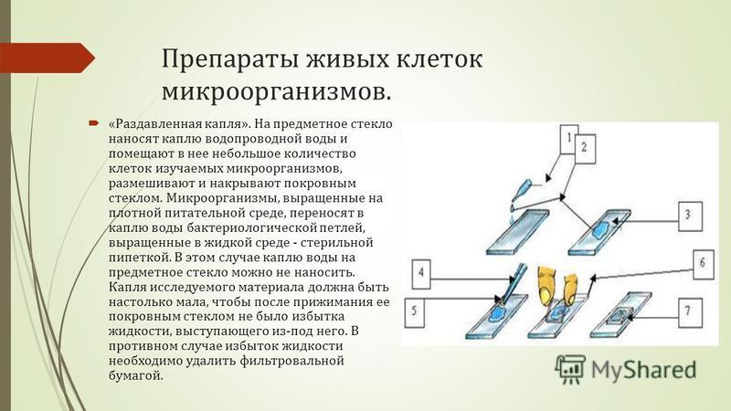 Предметные стекла правила безопасной работы