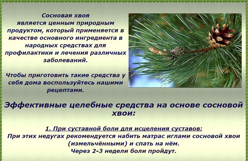 Польза отвара хвои. Полезные свойства сосны ветки. Характеристика сосны. Полезные свойства сосновой хвои. Ветки сосны лечебные свойства.